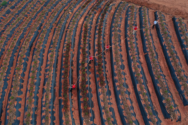 志愿服務隊正在為新栽種的藍莓苗澆水。