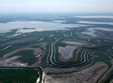 江西鄱陽湖現灘涂