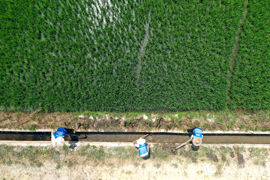 水投養護人員正在對干渠進行清淤砍雜，確保渠道暢通。 人民網 時雨攝