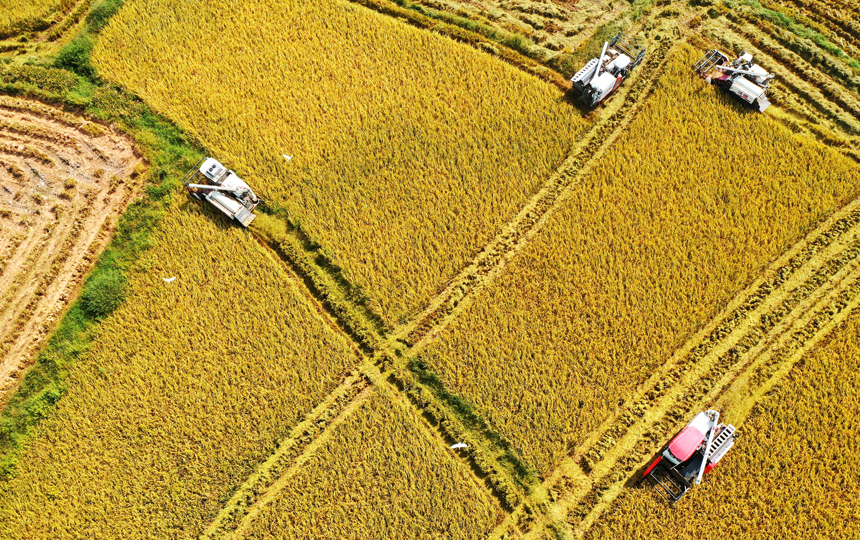 稻浪滾滾滿目金黃，一臺臺收割機正穿梭于田間作業。楊松 攝