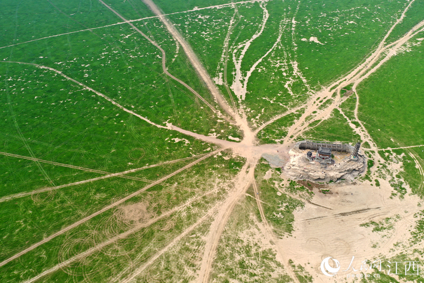 鄱陽湖落星墩水域成為草原。 人民網 時雨攝