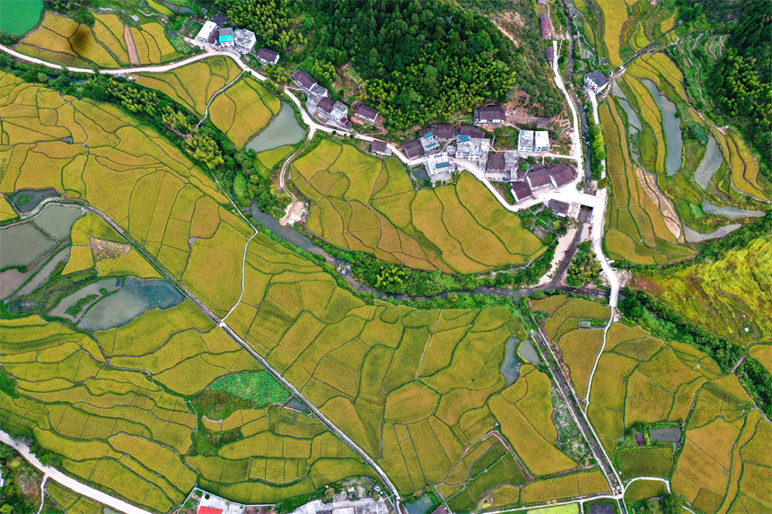 在樂安縣金竹畬族鄉半坪村，鄉村美景映入眼簾。黃煜攝