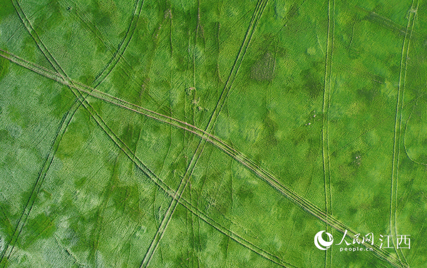 大面積灘涂裸露，變身蒼翠碧綠的“草原”。人民網 毛思遠攝