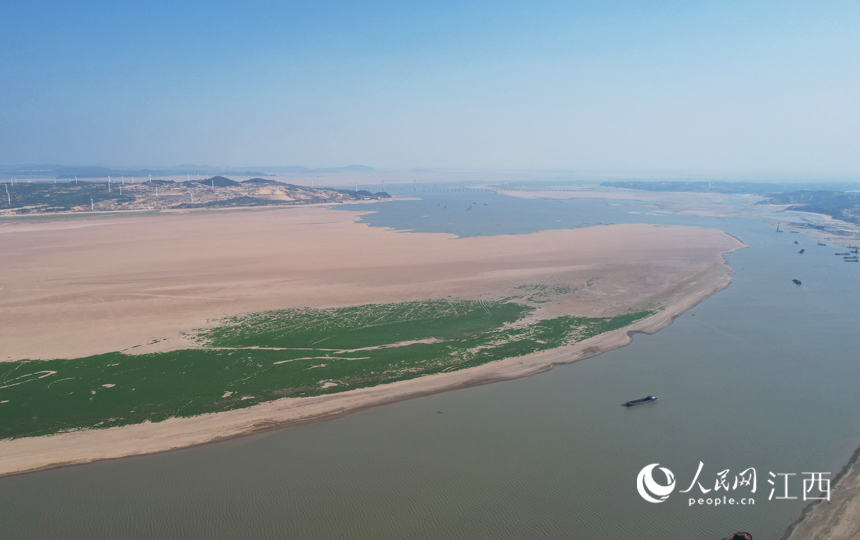往日寬闊的湖面露出灘涂和綠草，航道變得狹窄。人民網 毛思遠攝