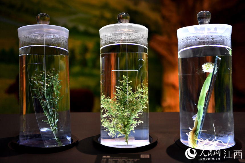 中醫藥博物館內展出的各類中藥材標本。 人民網 時雨攝