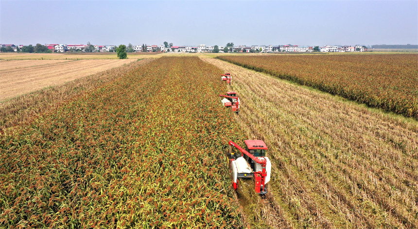 彭澤縣棉船鎮紅高粱陸續成熟，呈現繁忙豐收景象。凌云攝