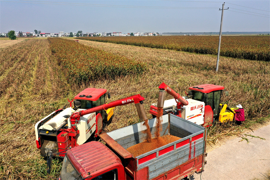 彭澤縣棉船鎮紅高粱陸續成熟，呈現繁忙豐收景象。凌云攝