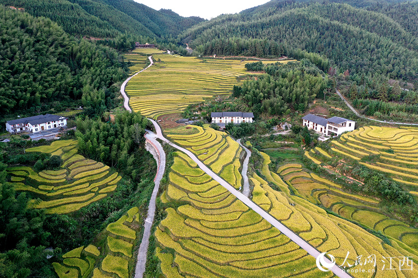 航拍鏡頭下的上堡梯田，田間金黃的稻谷開始進入收割期。 人民網 時雨攝