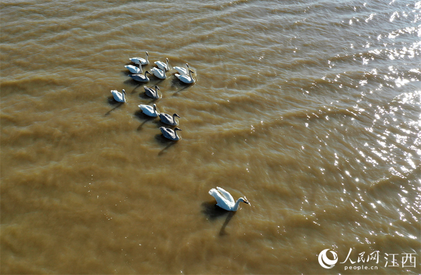 先期抵達天鵝在碟形湖暢游覓食。 人民網 時雨攝