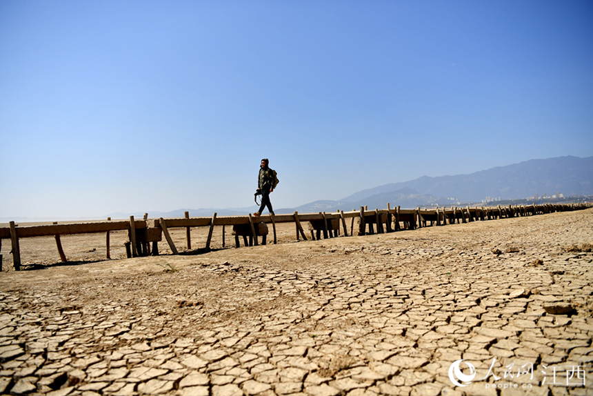 鄱陽湖水位持續走低，湖底的千眼古橋露出真容。 人民網 時雨攝