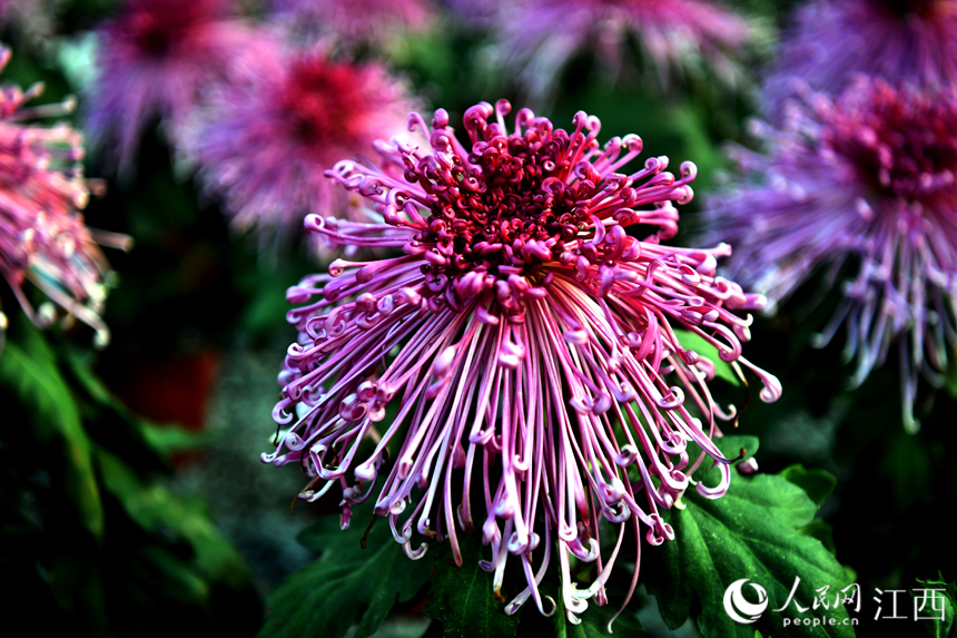 秋日里綻放的菊花。 人民網 時雨攝