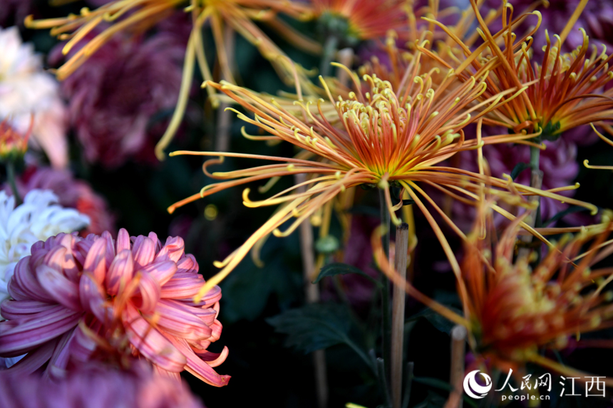 秋日里綻放的菊花。 人民網 時雨攝