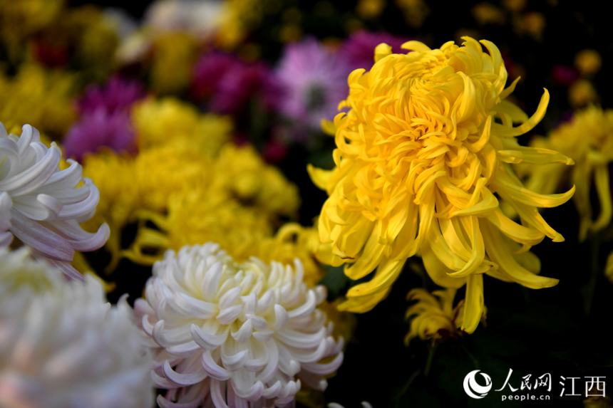 秋日里綻放的菊花。 人民網 時雨攝