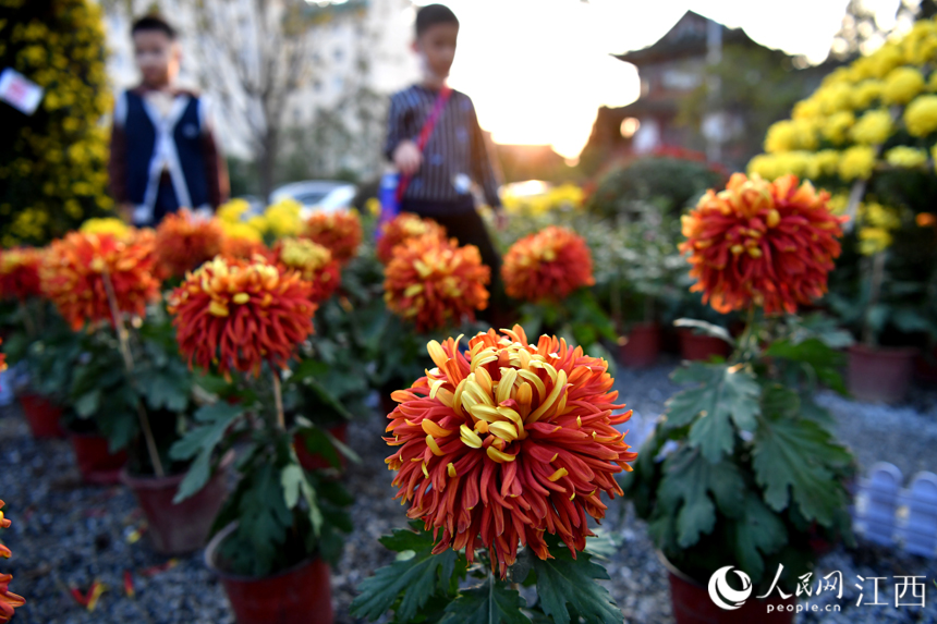 秋日里綻放的菊花。 人民網 時雨攝