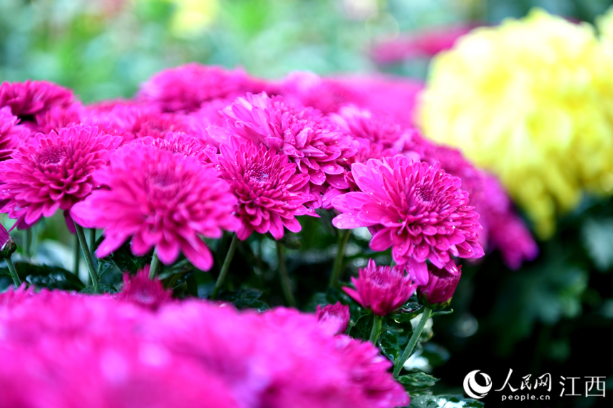 秋日里綻放的菊花。 人民網 時雨攝