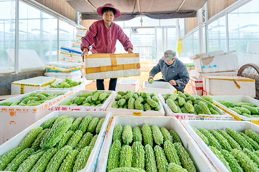 菜農在打包、搬運蔬菜。周亞茂攝