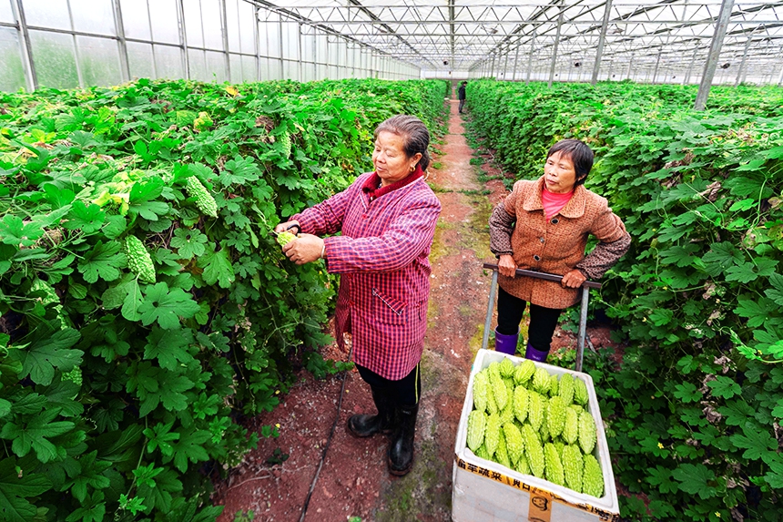 菜農在采收蔬菜。周亞茂攝