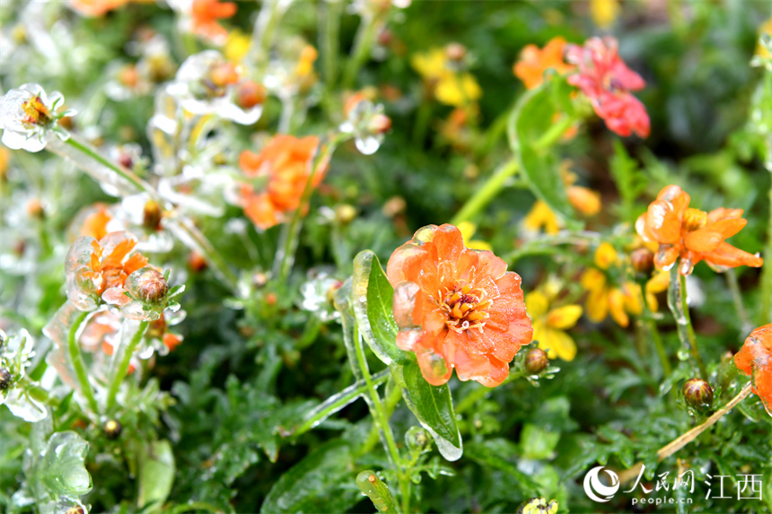 寒潮“加持”下，鮮花被冰凍。 人民網 時雨攝