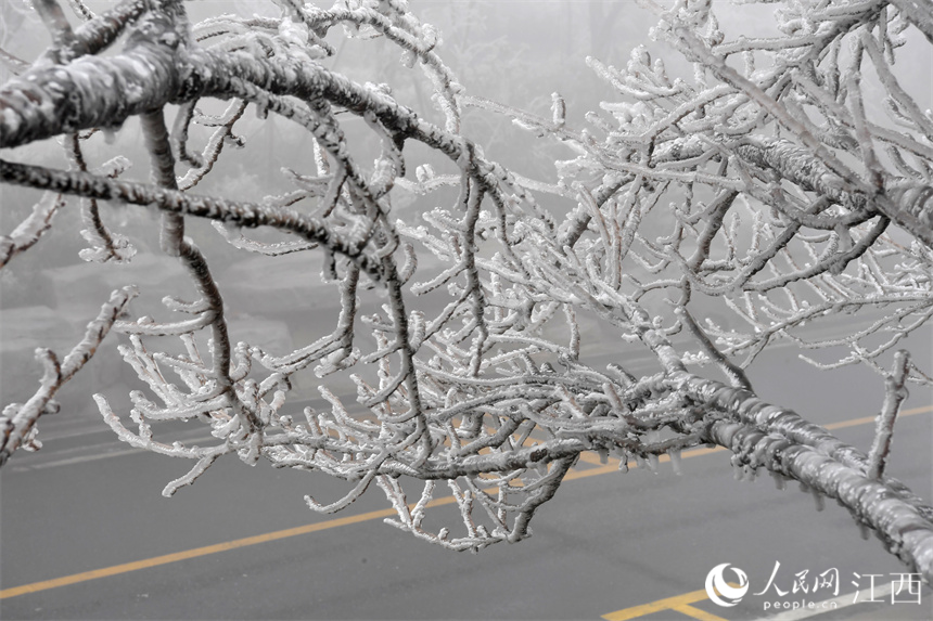 寒潮突襲，南昌梅嶺高處出現霧凇景觀。 人民網 時雨攝