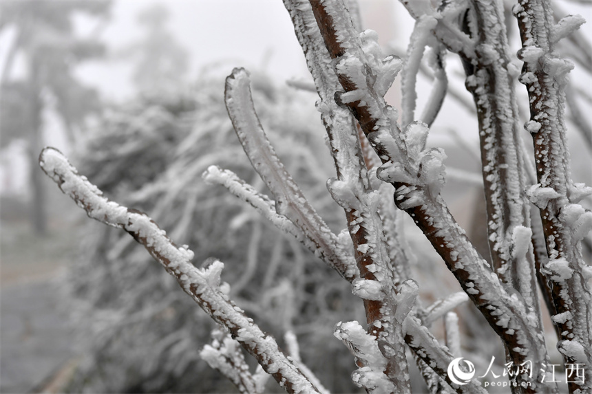 寒潮突襲，南昌梅嶺高處出現霧凇景觀。 人民網 時雨攝