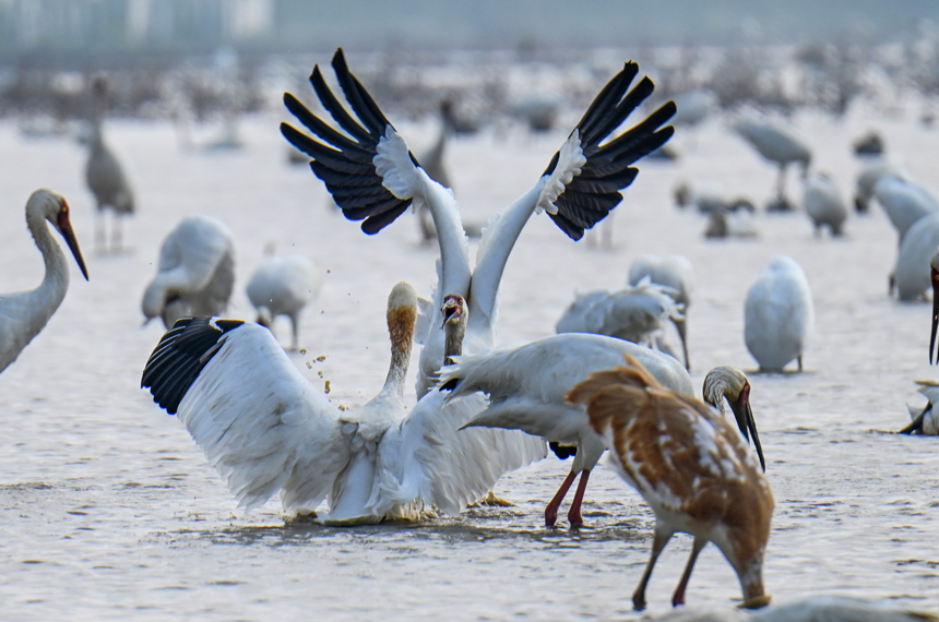 在位于鄱陽湖畔的南昌五星白鶴保護小區，候鳥在此棲息，相互打鬧嬉戲。鮑贛生攝