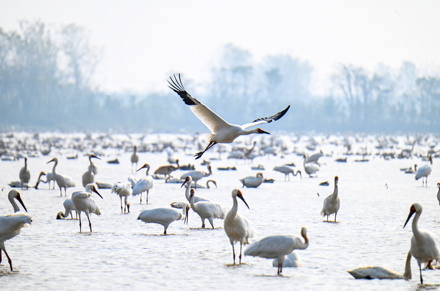 連日來，大批白鶴、鴻雁、天鵝等候鳥陸續飛抵江西鄱陽湖越冬。鮑贛生攝
