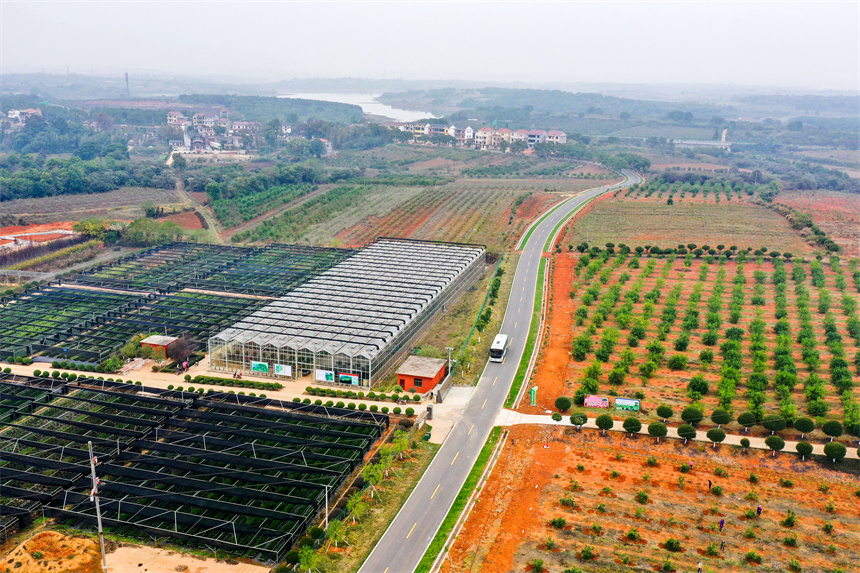 城鄉公交車行駛在吳城鄉的鄉間道路上。周亮攝