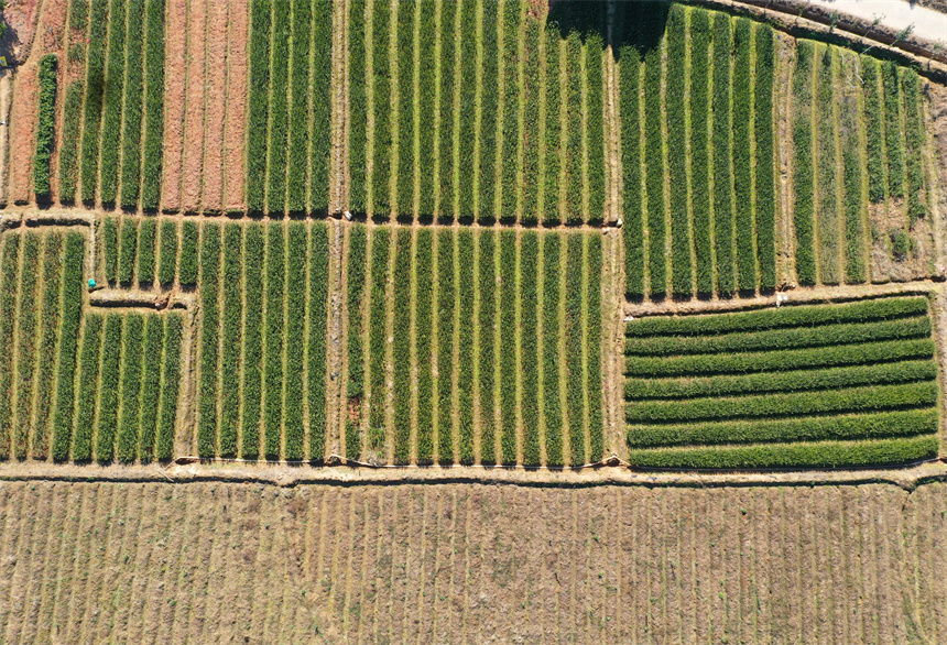 綠油油的油茶苗長勢良好。邱志超攝