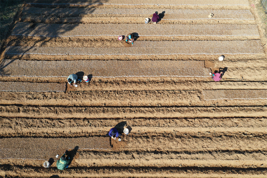 農戶正在田間裝營養袋，準備培育油茶苗。邱志超攝