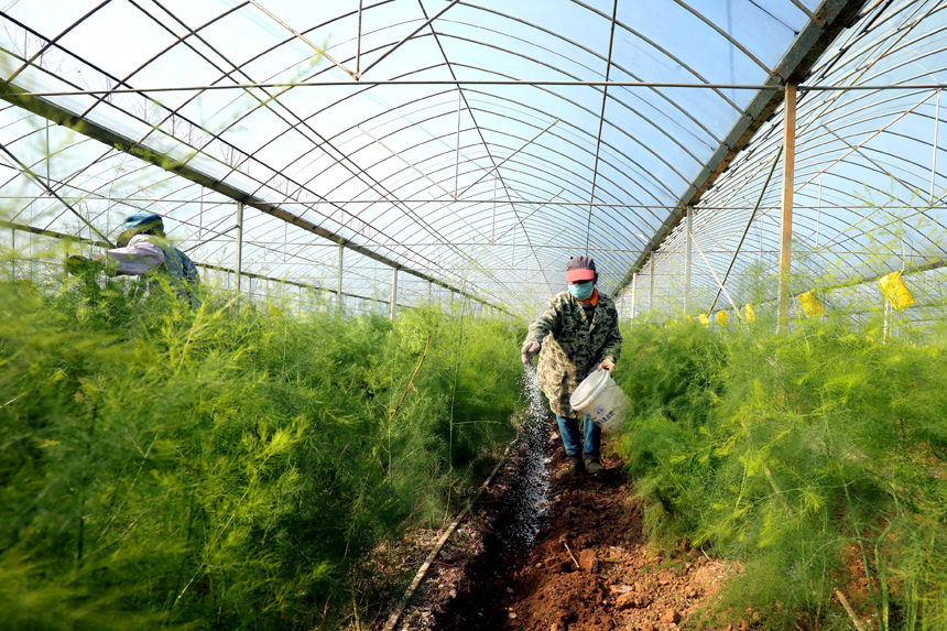 村民正忙著給越冬蘆筍松土施肥。何賤來攝