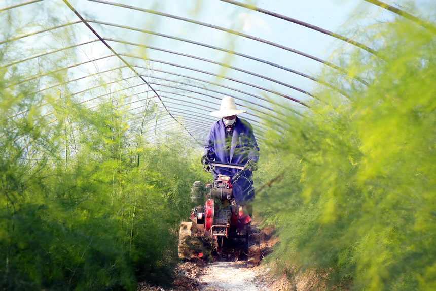村民正忙著給越冬蘆筍松土施肥。何賤來攝