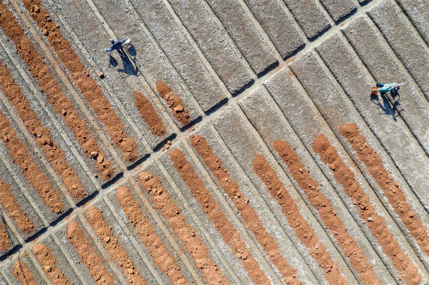 油茶種植戶在田間培育苗床，準備栽種油茶苗。周亮攝