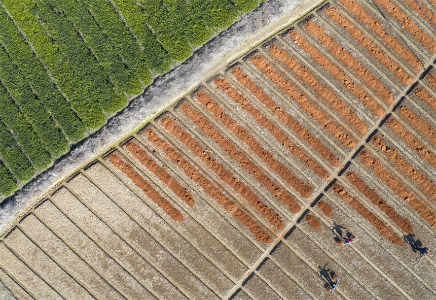 油茶種植戶在田間培育苗床，準備栽種油茶苗。周亮攝