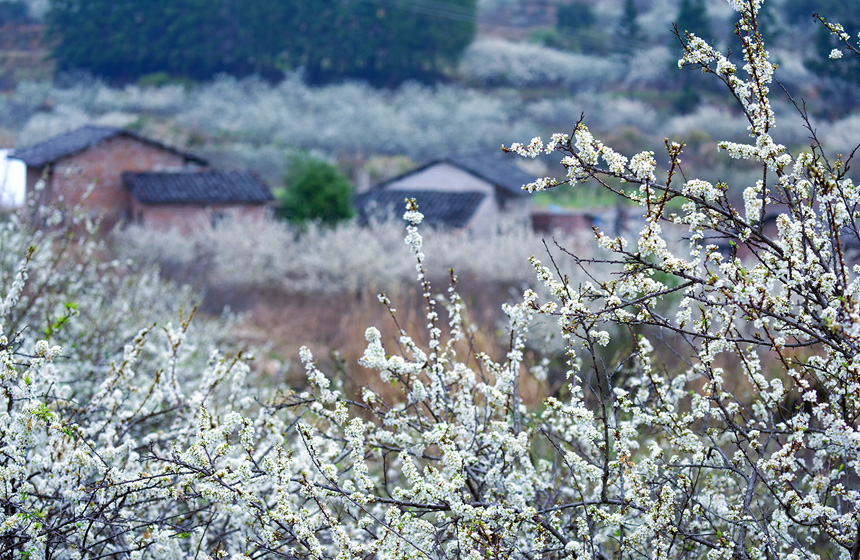李花盛開美如畫。廖彩新攝