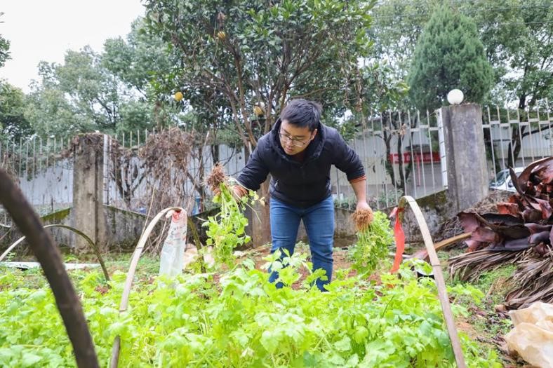 在菜園子摘菜。吳志祥攝