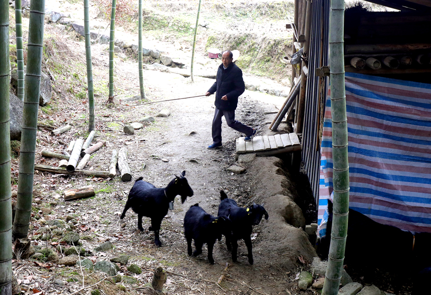 鐘樹新牧羊補貼家用。何賤來攝