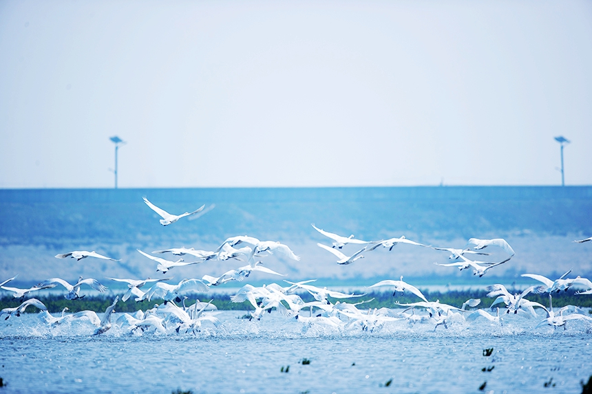 越冬候鳥時而在水面游弋，時而在空中飛翔。況建攝