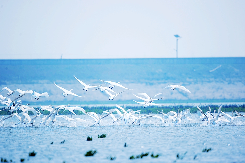越冬候鳥時而在水面游弋，時而在空中飛翔。況建攝