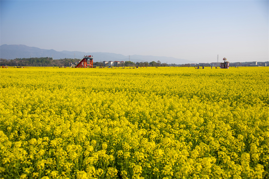 安義縣大片油菜花競相綻放。喻敏攝