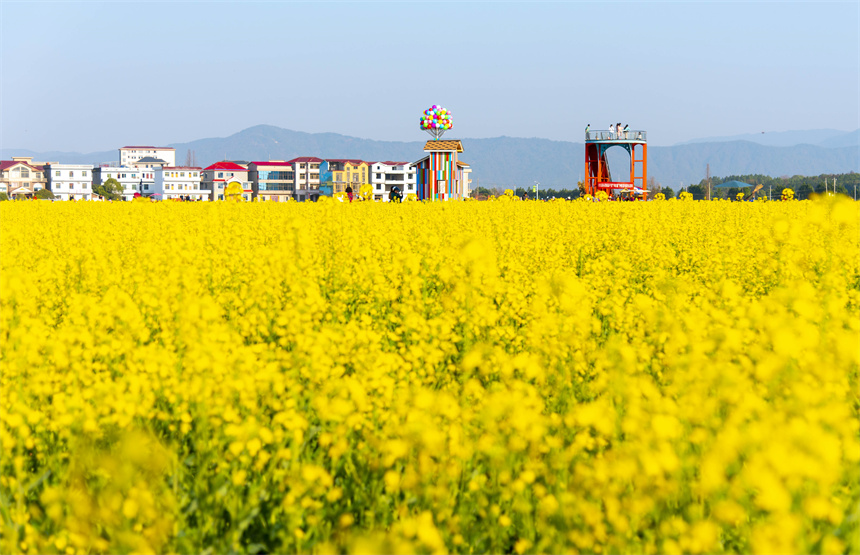 安義縣大片油菜花競相綻放。喻敏攝