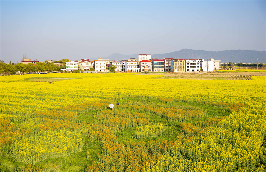 安義縣大片油菜花競相綻放。喻敏攝