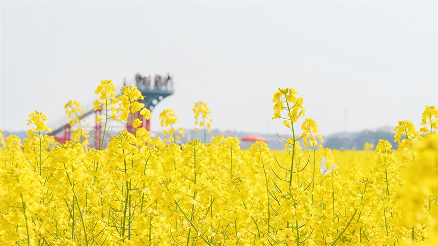 安義縣大片油菜花競相綻放。黃晨星攝
