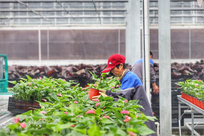 趁著晴好天氣，農戶正在培育花卉。彭琴攝