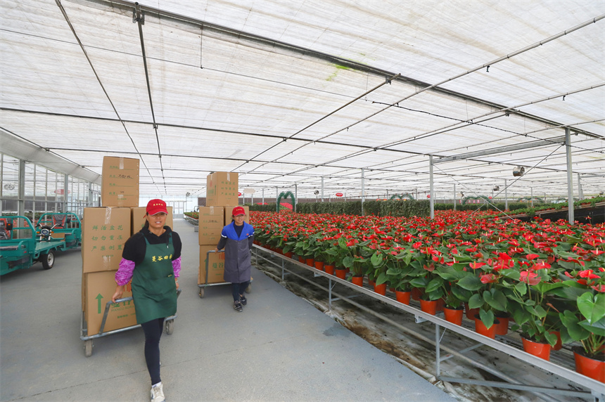 趁著晴好天氣，農戶正在培育花卉。彭琴攝