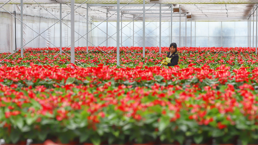 趁著晴好天氣，農戶正在培育花卉。彭琴攝