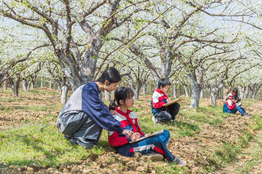 老師帶領學生們走出課堂，拿起畫筆，在梨花海中享受春光。簡俊攝