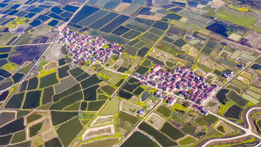 縱橫交錯的魚塘與油菜花、村舍交相輝映，美不勝收。周亮攝