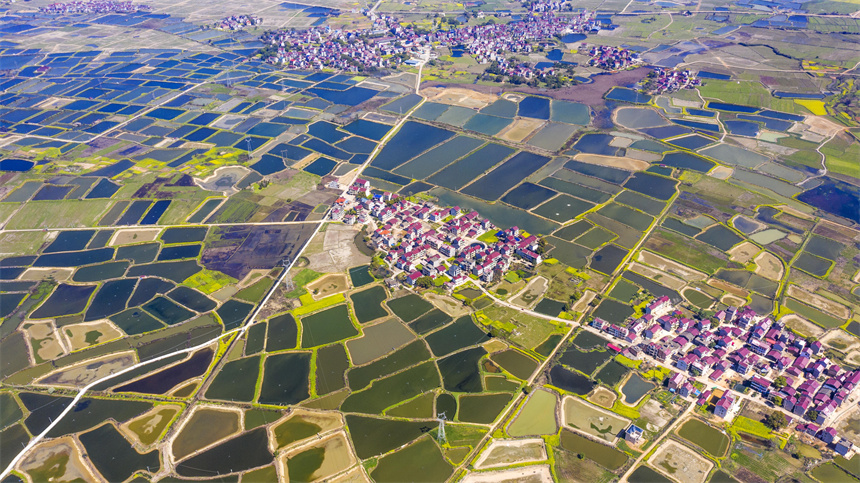 縱橫交錯的魚塘與油菜花、村舍交相輝映，美不勝收。周亮攝