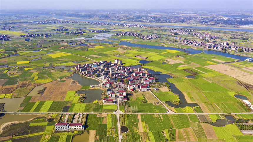 金色的油菜花和綠色的車前草、村舍、河流交相輝映，美不勝收。周亮攝