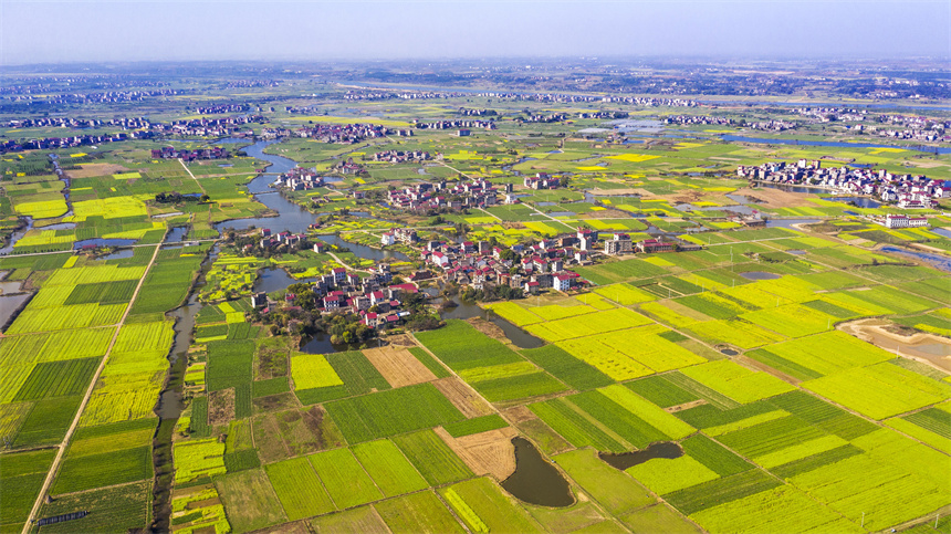 金色的油菜花和綠色的車前草、村舍、河流交相輝映，美不勝收。周亮攝